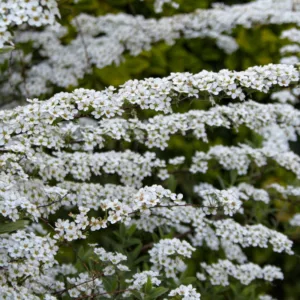 Spiraea cinrerea ´Grefsheim´ 30-50 cm.