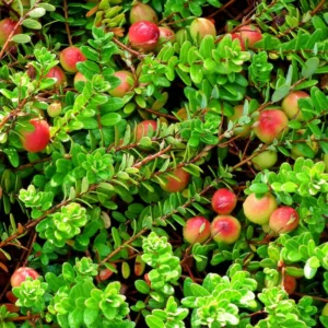 Vaccinium macrocarpon Big Pearl - Tranebær