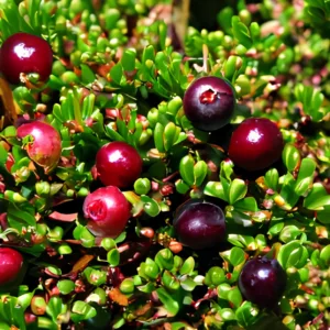 Vaccinium macrocarpon Stevens - Tranebær