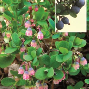 Vaccinium uliginosum - Mosebølle