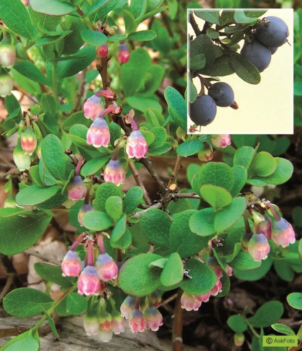 Vaccinium uliginosum - Mosebølle