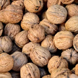 valnøddetræ - Juglans Regia ´Seifendorfer Runde´ 80-100 cm