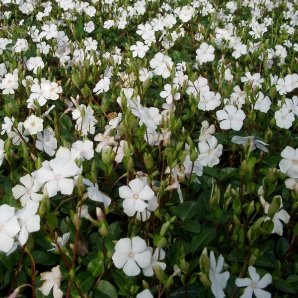 Vintergrøn - Vinca Minor ´Alba´