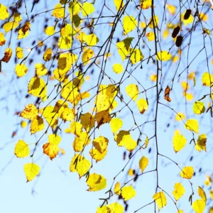 Vortebirk - Betula pendula