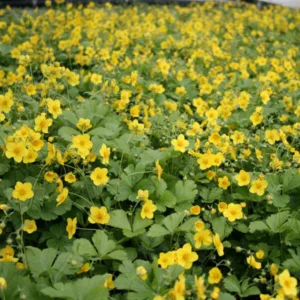 Waldsteinia Ternata - Guldjordbær